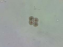 Haematococcus