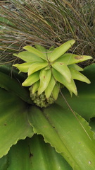Eucomis humilis