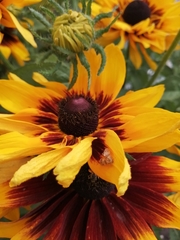 Petrophila canadensis