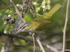 Vireo chivi