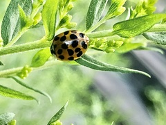 Harmonia axyridis