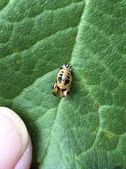 Harmonia axyridis