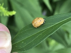 Harmonia axyridis