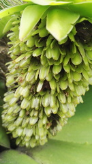 Eucomis humilis