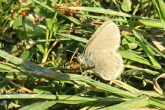 Coenonympha haydenii