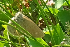 Coenonympha haydenii