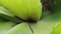 Eucomis humilis