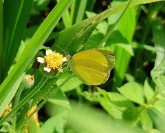 Abaeis albula celata