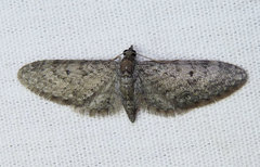 Eupithecia jejunata
