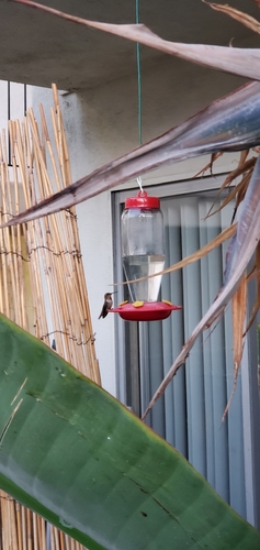 photo of Hummingbirds (Trochilidae)