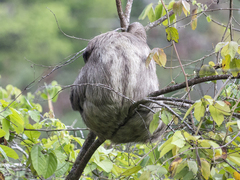 Bradypus variegatus