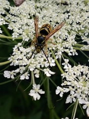 Dolichovespula arenaria