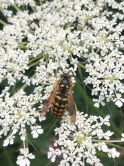 Dolichovespula arenaria