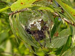 Araneus bicentenarius