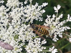 Dolichovespula arenaria