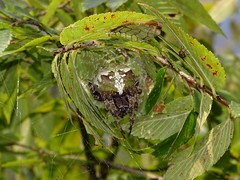 Araneus bicentenarius