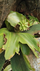 Eucomis humilis