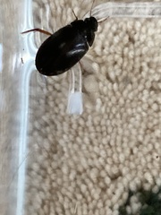 Hydrochara affinis
