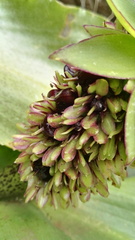 Eucomis humilis