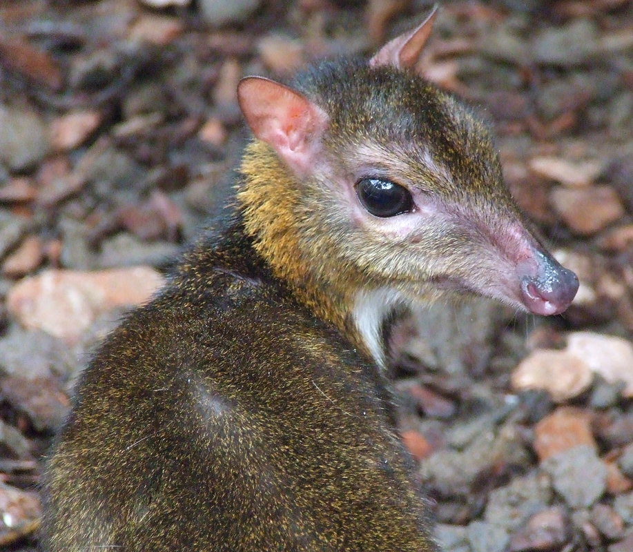 Greater Mouse-deer (Selected Mammals Of Borneo) · iNaturalist