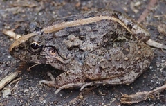 Boie's Wart Frog photo 4