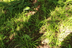 Carex hirtifolia