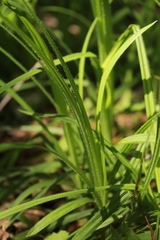 Carex hirtifolia
