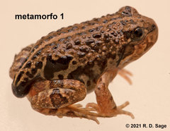 Pleurodema bufoninum