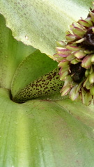 Eucomis humilis