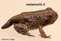 Pleurodema bufoninum