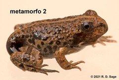 Pleurodema bufoninum