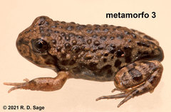 Pleurodema bufoninum