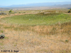 Pleurodema bufoninum