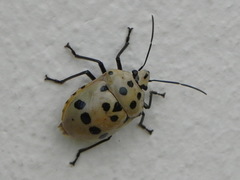 Augocoris gomesii