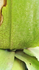 Eucomis humilis