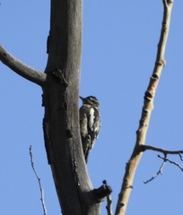 Sphyrapicus nuchalis