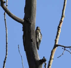 Sphyrapicus nuchalis