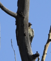 Sphyrapicus nuchalis