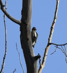 Sphyrapicus nuchalis