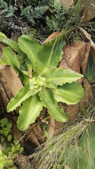 Eucomis humilis
