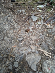 Eupsophus emiliopugini