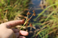 Scirpus georgianus