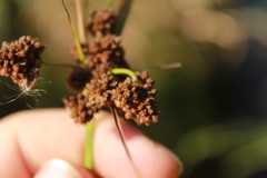 Scirpus georgianus