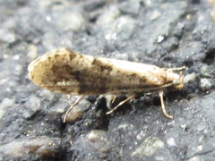 Morophagoides moriutii