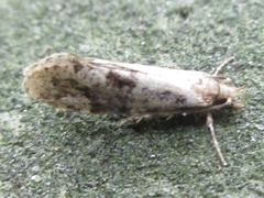 Morophagoides moriutii