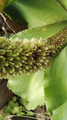Eucomis humilis