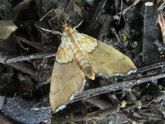 Agrotera nemoralis