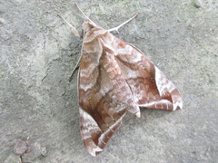 Acosmeryx naga