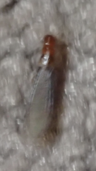 Incisitermes