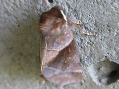 Gonoclostera timoniorum